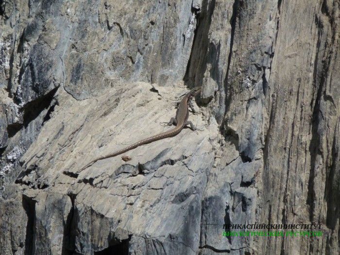 1.ящерица.тлярата.17-20.07.12