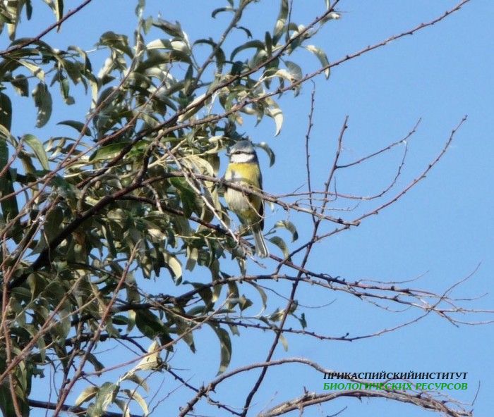 9.лазоревка.тур.9.10.09