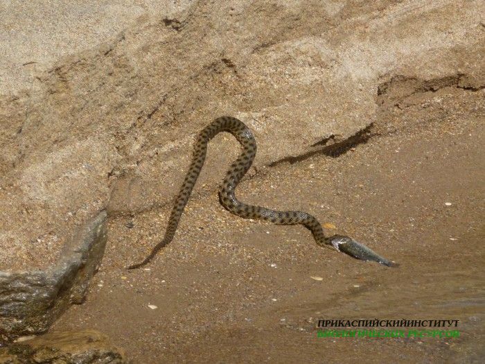 21.ужестсазана.турали.05.10.11