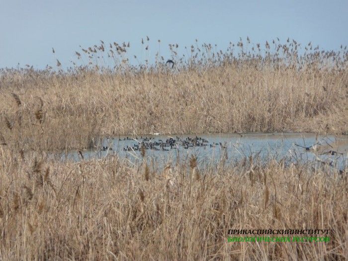 14.лысухи.султанка.турали.28.01.2011