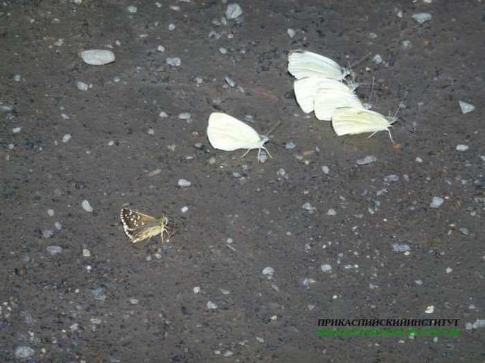 1.бабочкипьютводу.тлярата.17-20.07.12