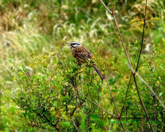 21.горн.овс.тлярош.15.08.10
