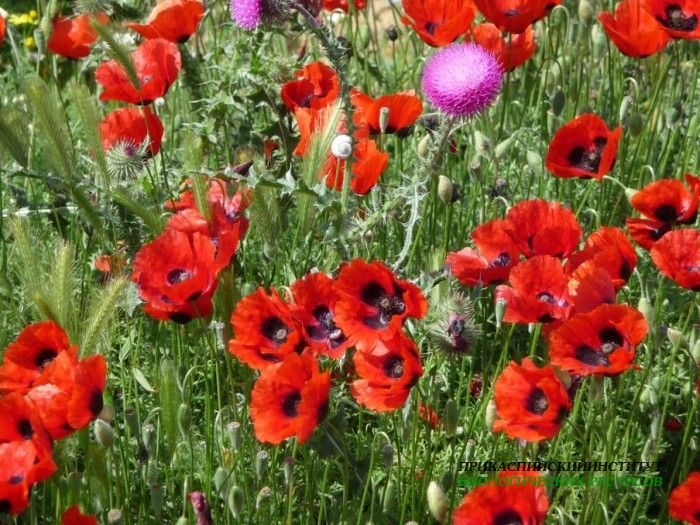 8.макиподорогенасарыкум.14.05.10