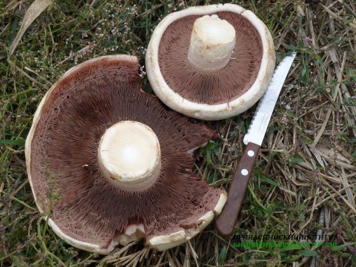 1.шампиньон.турали.28.10.11