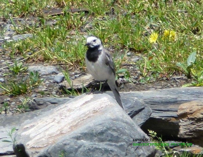 6.бел.тряс.тлярата.17-20.07.12