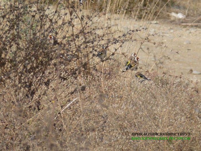 1.щеглы.турали.3.11.11