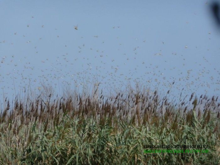 22.саранча.турали.19.08.2011