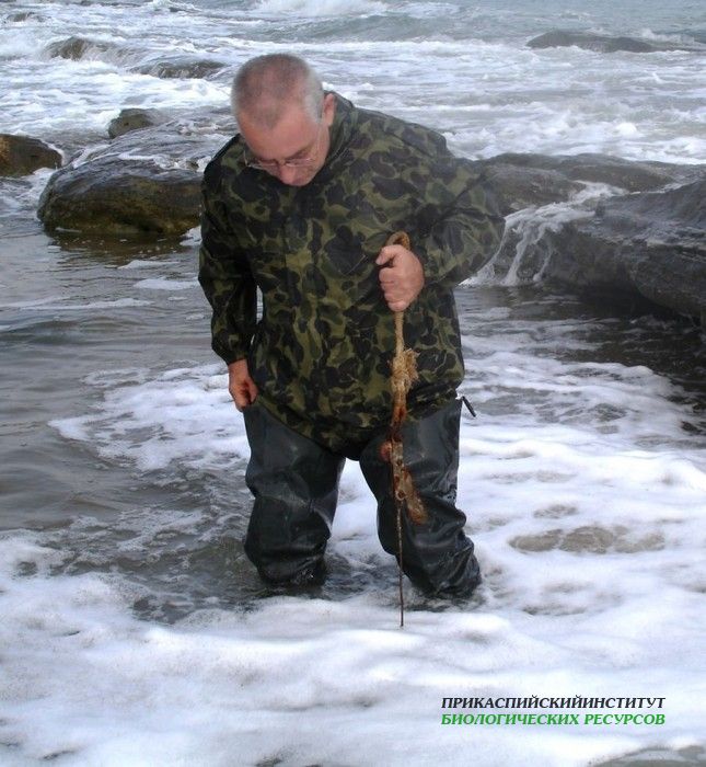 Подготовка дночерпателя для отбора бентосных проб