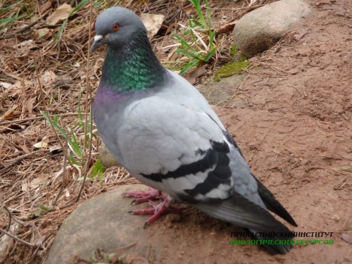 2.сиз.гол..кисловод.1.05.11