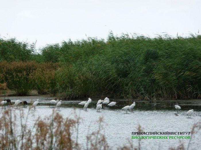 2.м.б.ц.каравай.7.8.09турали