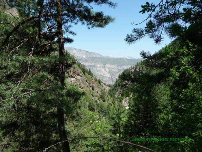 4.панорама.тлохск.ущелье.06.07.2011