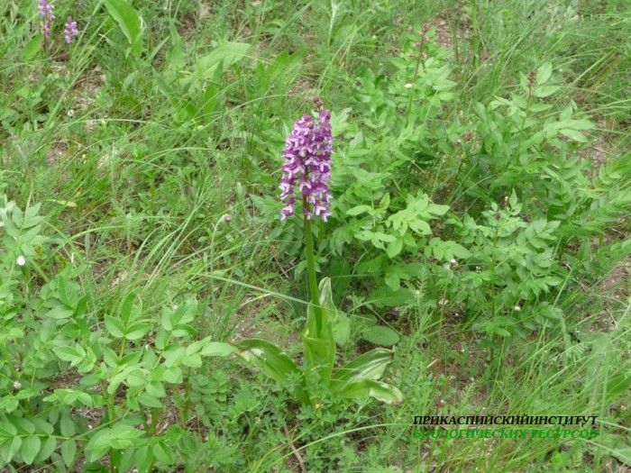 1.орхидея.14.05.10