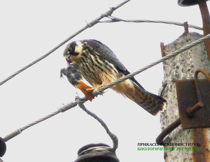 39.чеглокfalcosubbuteoсдобыч.-acrocephalusagricola.тур.02.10.09