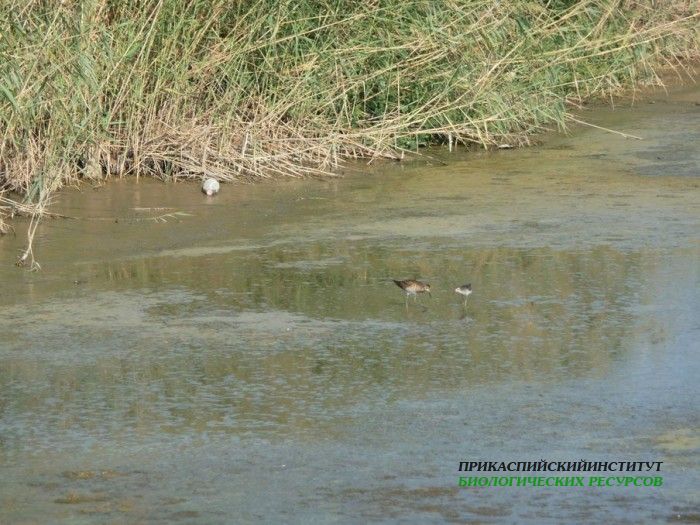 11.фифи.турухт.турали.9.9.2011