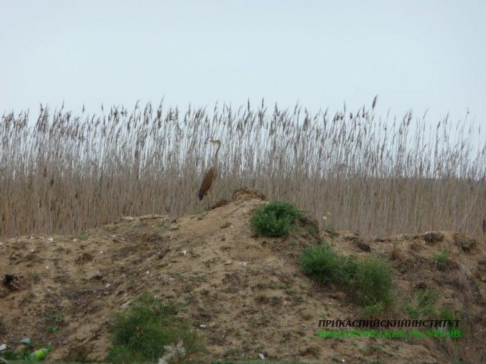 26.рыж.цап.турали.16.09.2011