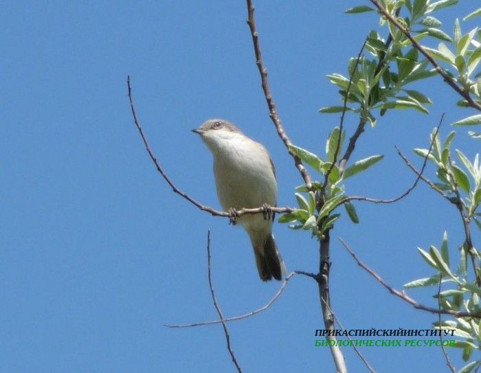 11.сер.славка.турали.2010
