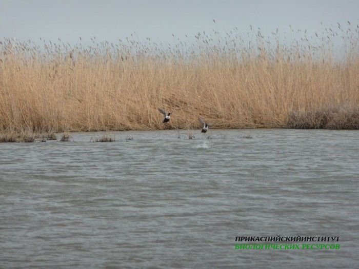 1.широконоска.турали.8.4.11