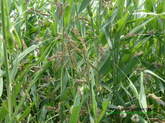 4.саранча.турали.22.06.12