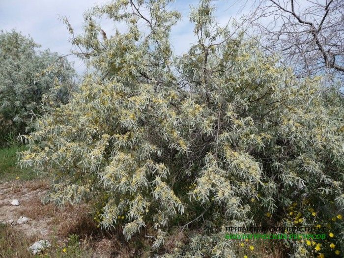 1.лохузколист.турали.27.05.11