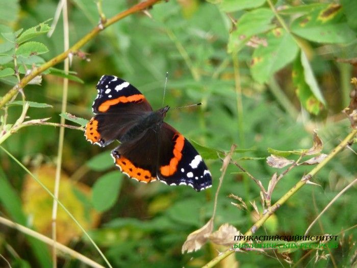 4.адмирал.тлярош.12.08.10