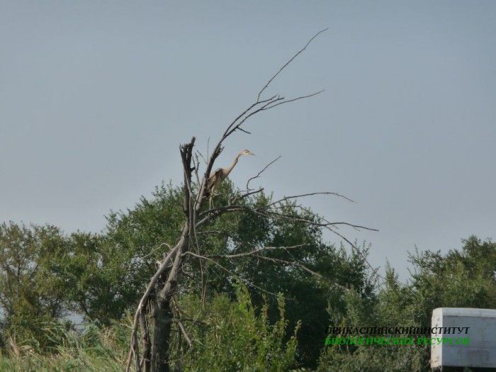 7.рыж.цапля.турали.20.08.10