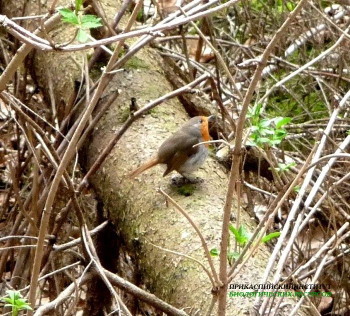 12.зарянка.кисловод.2.05.11