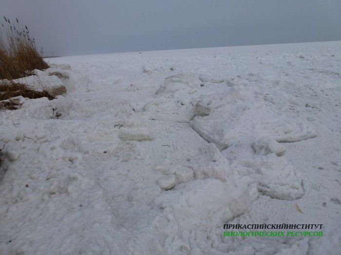 11.моревольду.турали.16.02.12