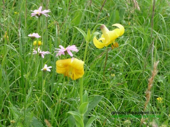 3.лилияоднобрат.матлас.8.07.10