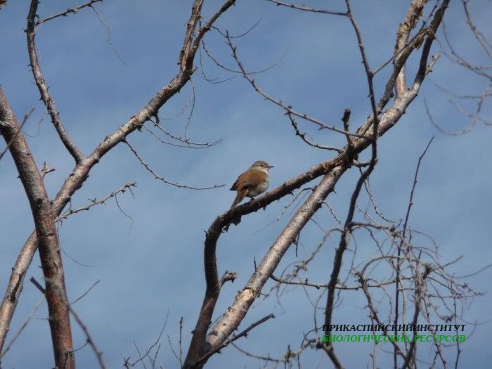 17.широкохв.камыш.турали.05.05.11