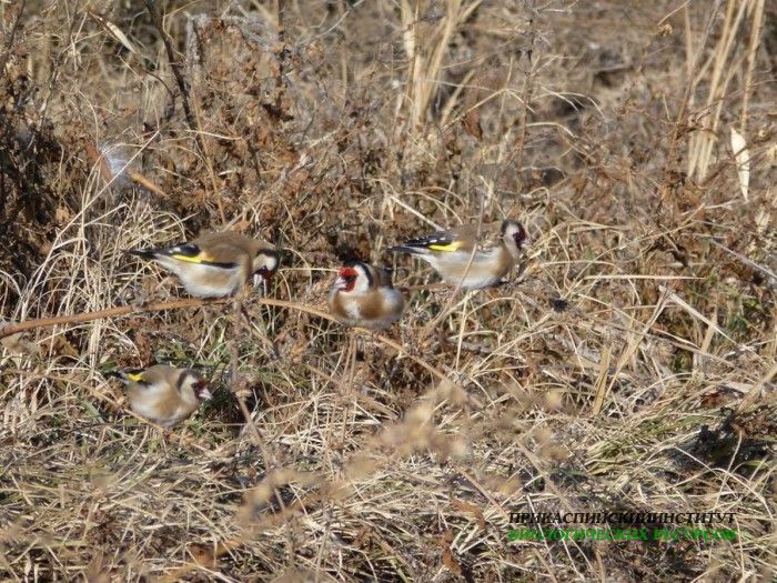 5.щеглы.турали.26.11.11