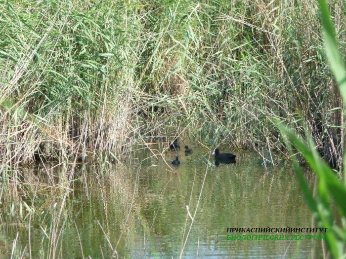 9лысухасвыводк.турали.11.06.2011