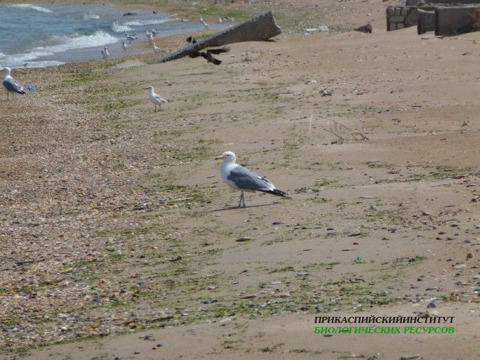 8.хохотунья.турали.4.05.12