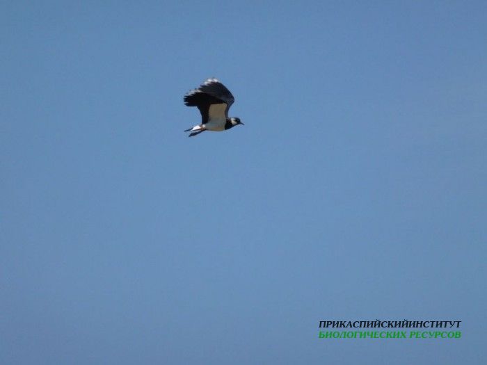 1.чибис.турали.07.06.12