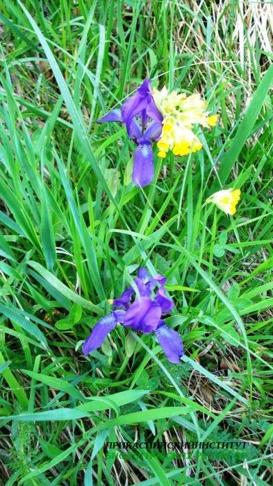 Опытные образцы