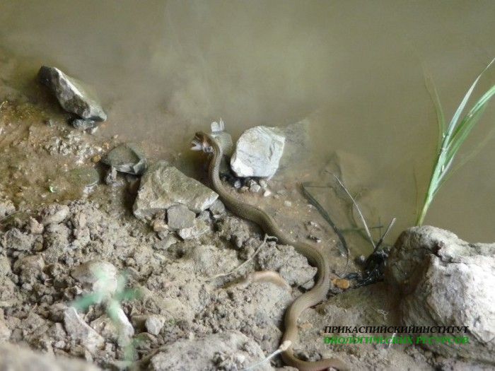 19.охотазмеинарыбу.турали.11.06.10