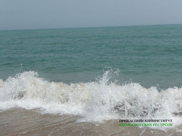 11.каспий.весен.прибой.турали.04.06.10
