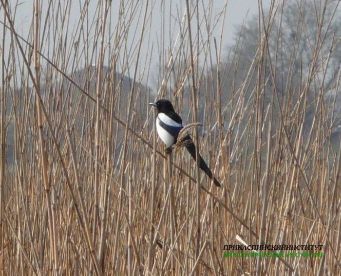 1.сорока.турали.18.04.10