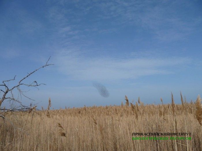 2стаяскворцов