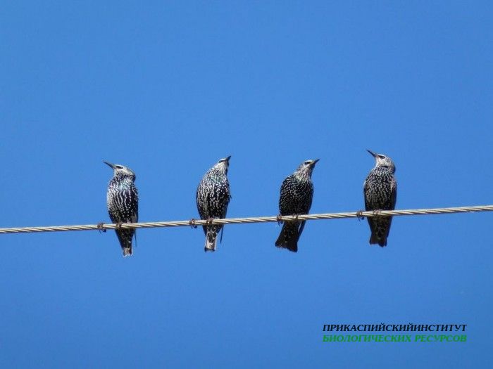 17.скворецоб.турали.05.10.11