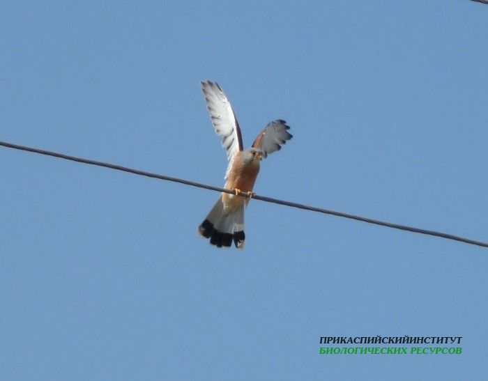 20.степ.пустельга.турали.9.9.2011