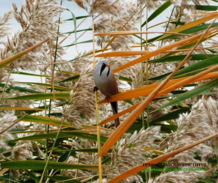 3.усат.син.тур.02.10.09