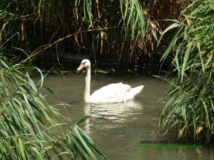 10.шипун.турали.3.08.12