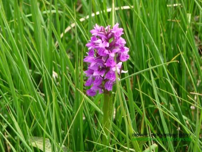 1.орхидея.матлас.8.07.10