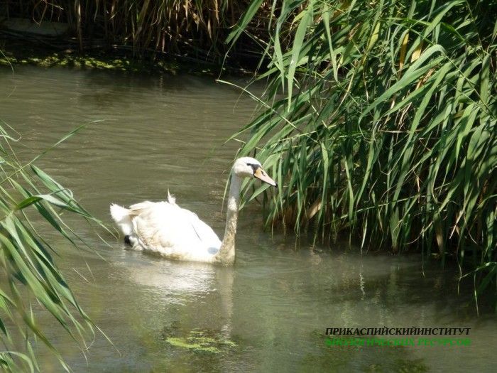 43.шипун.турали.3.08.12