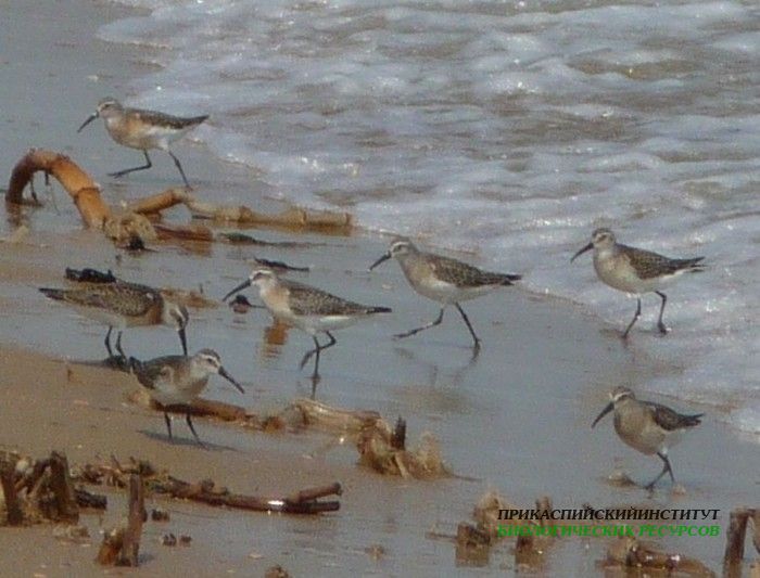 57.краснозобик.турали.2.9.2011