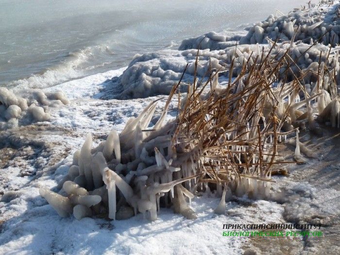 8.морезамезш.турали.27.01.2012