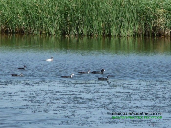 12.лысухи.турали.26.07.10