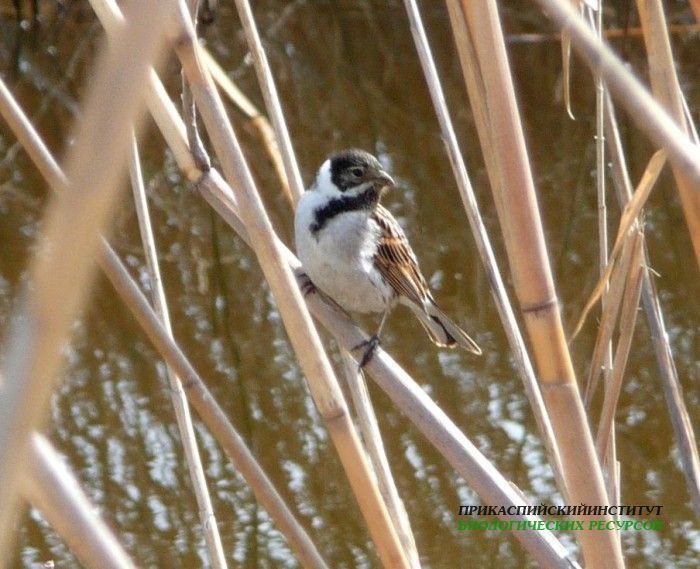 2.тростн.овс.турали11.03.11