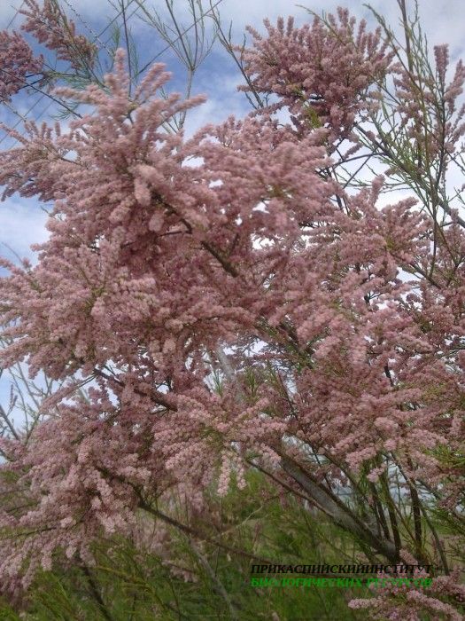 1.тамарикс.турали.2011