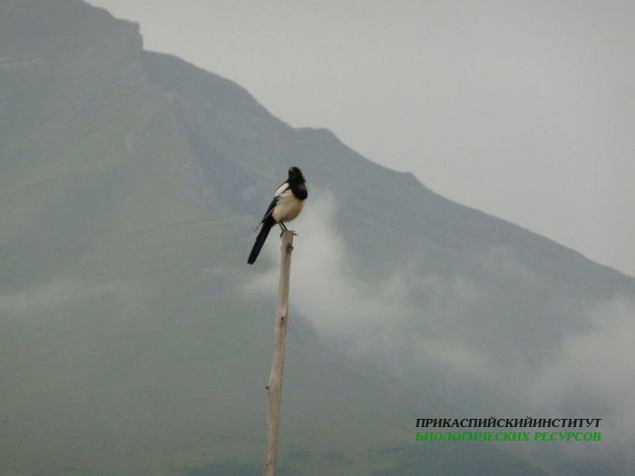 4.сорока.гочоб.22.08.2011